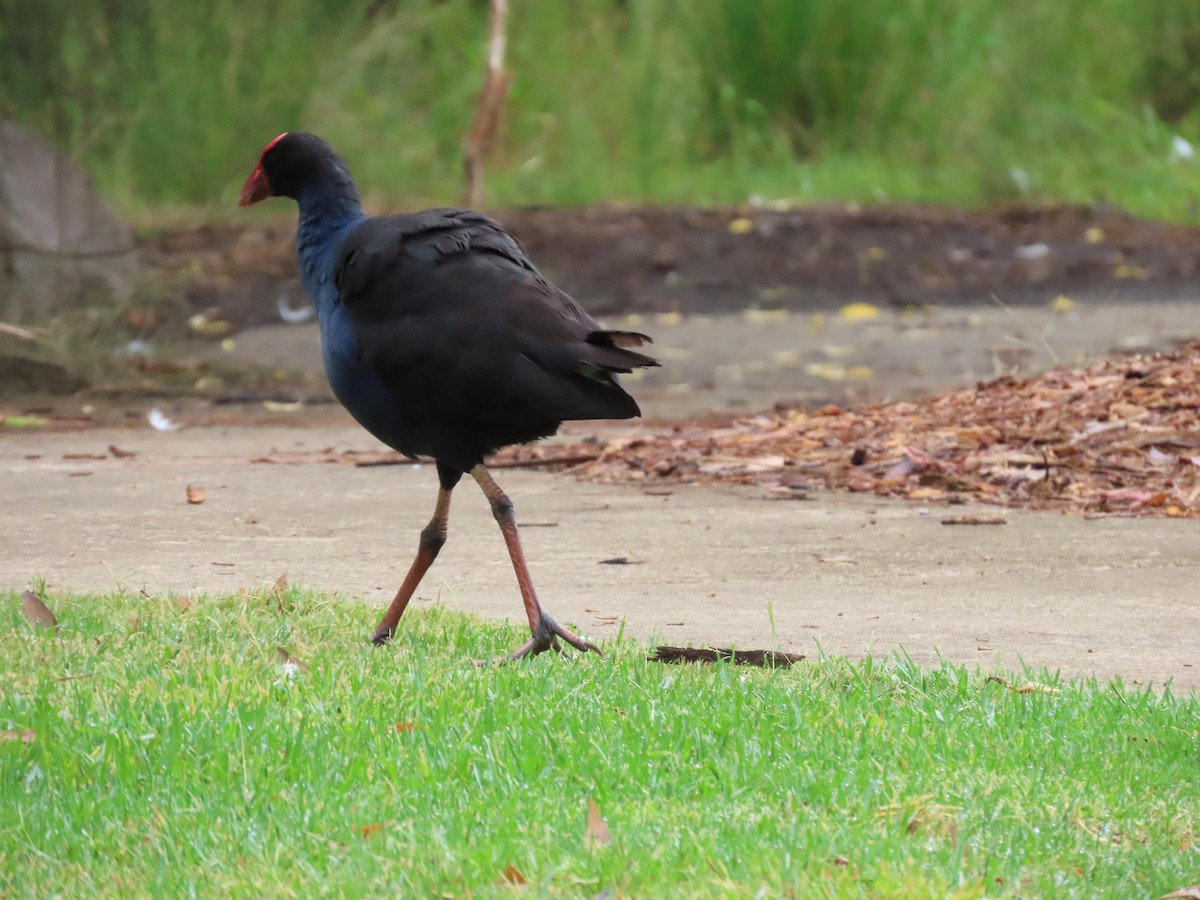 Australasian Swamphen - ML646815474
