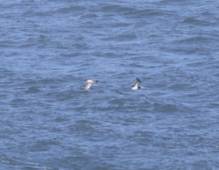 blekhodesule - ML646815475