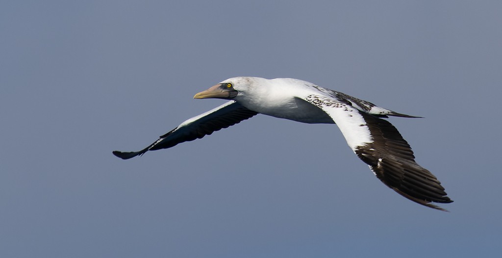 アオツラカツオドリ - ML646815476