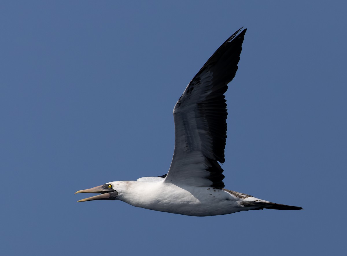 アオツラカツオドリ - ML646815477