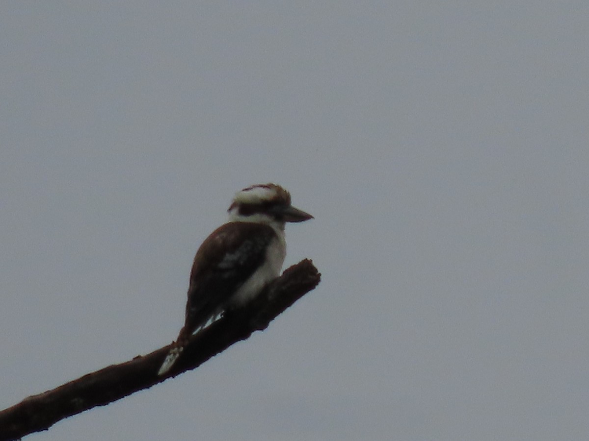 Laughing Kookaburra - ML646815481