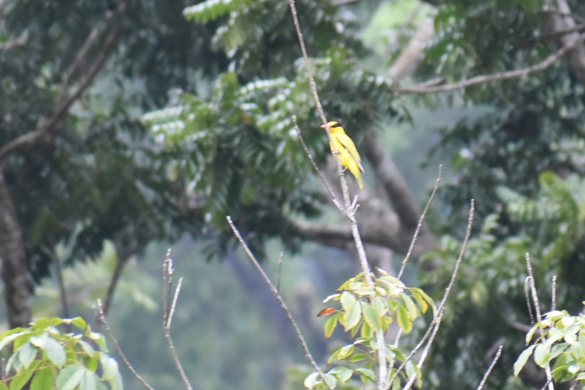 svartnakkepirol - ML646815482