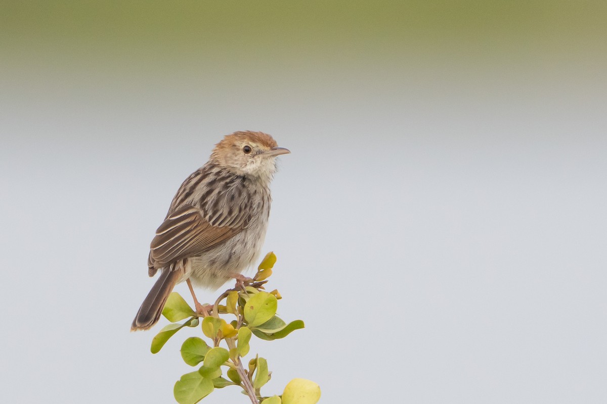Gray-backed Cisticola (Red-headed) - ML646815483