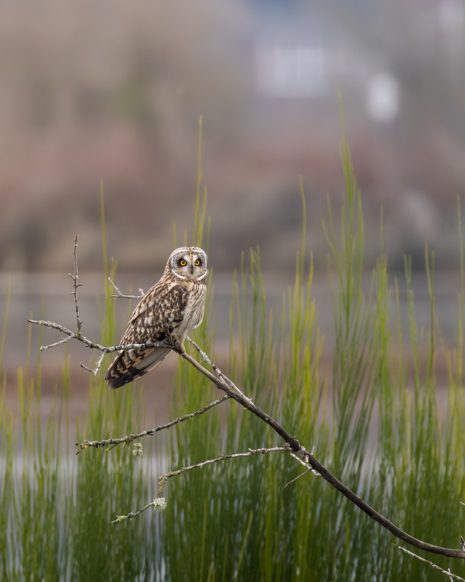 Short-eared Owl - ML646815484