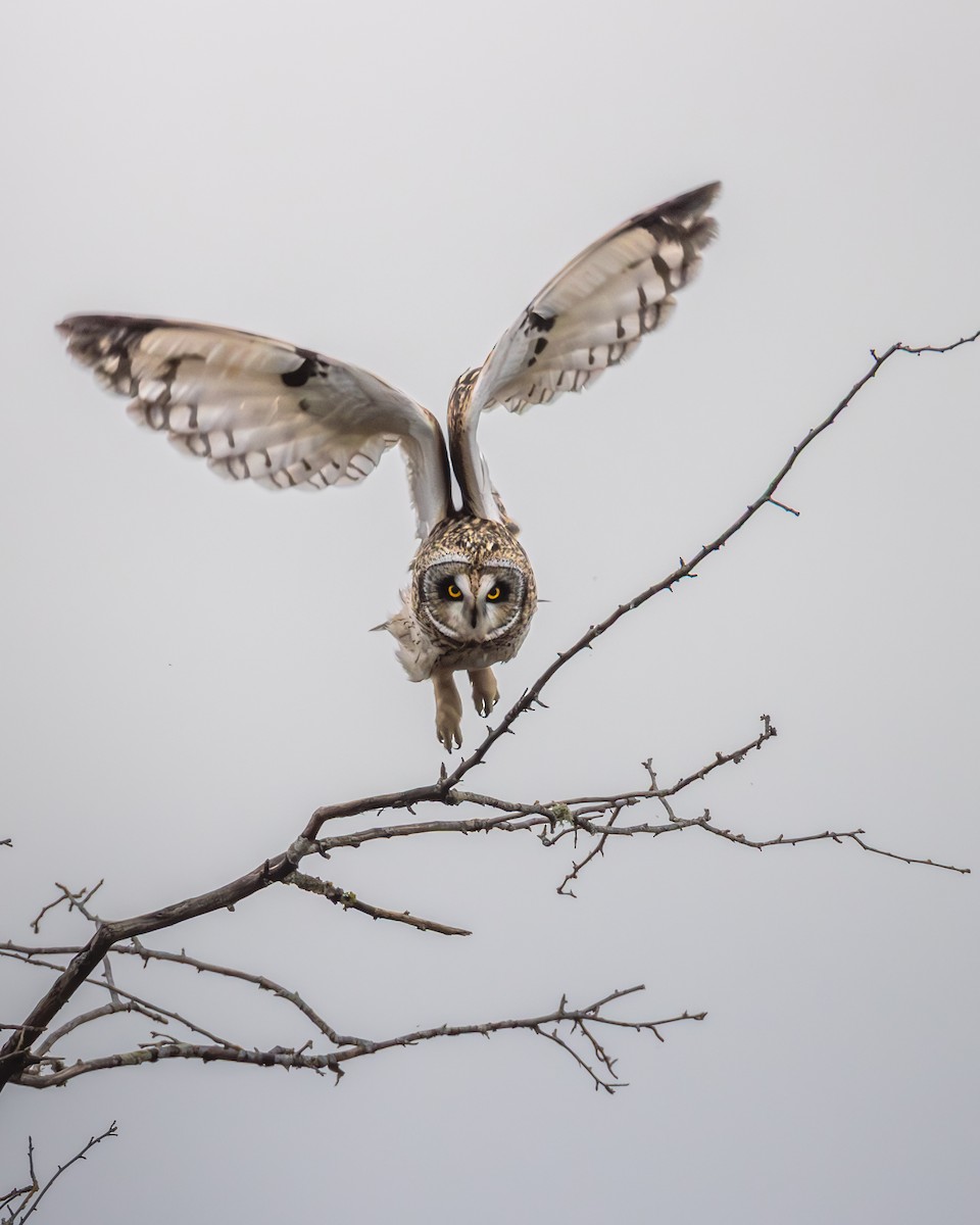 Short-eared Owl - ML646815485