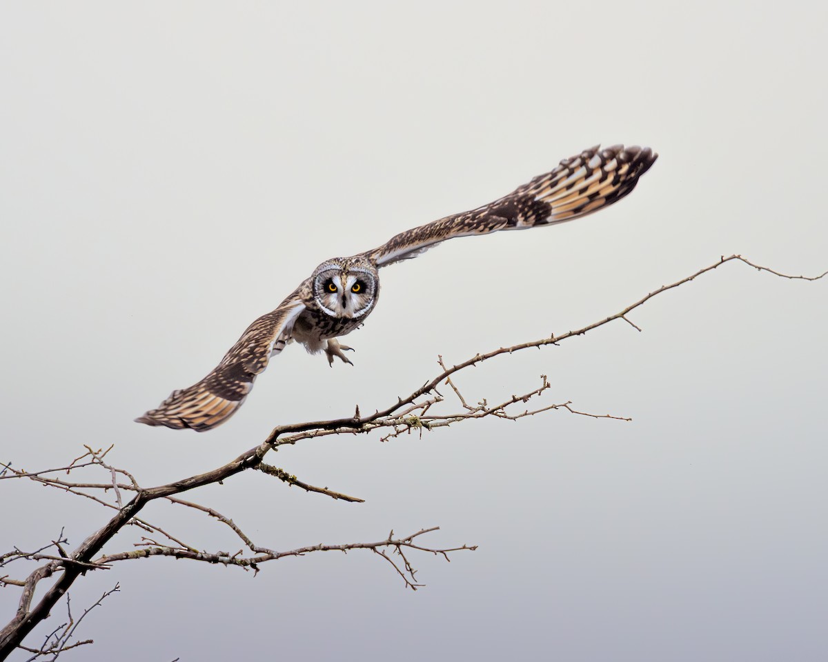 Short-eared Owl - ML646815486