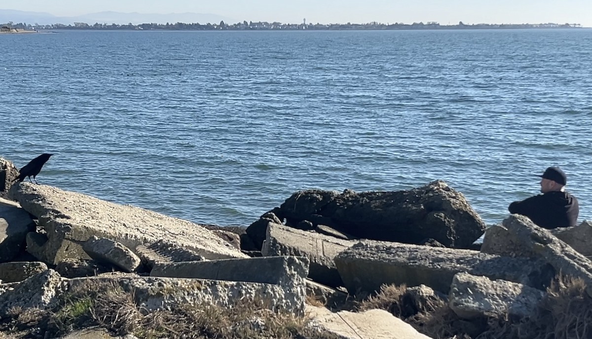 American Crow - ML646815487