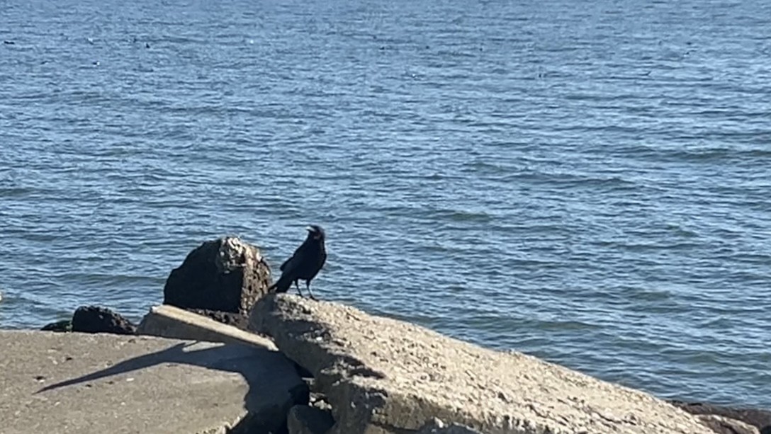 American Crow - ML646815488