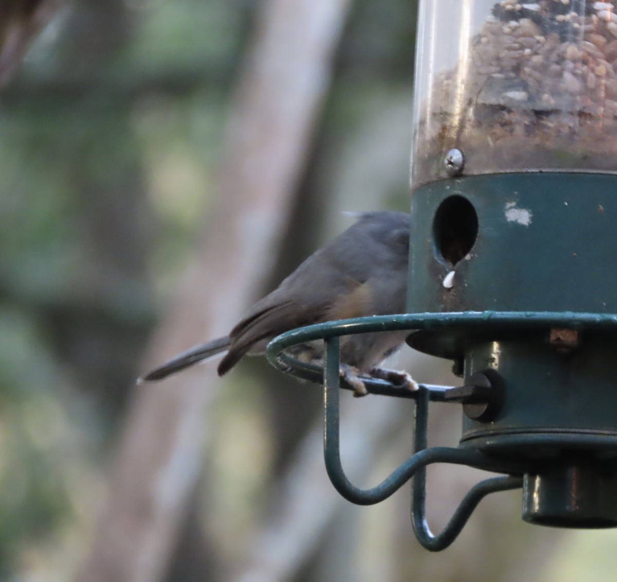 Tufted Titmouse - ML646815489