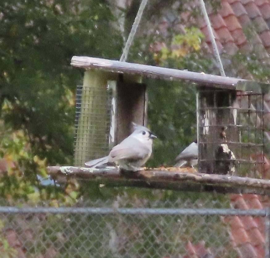 Tufted Titmouse - ML646815490