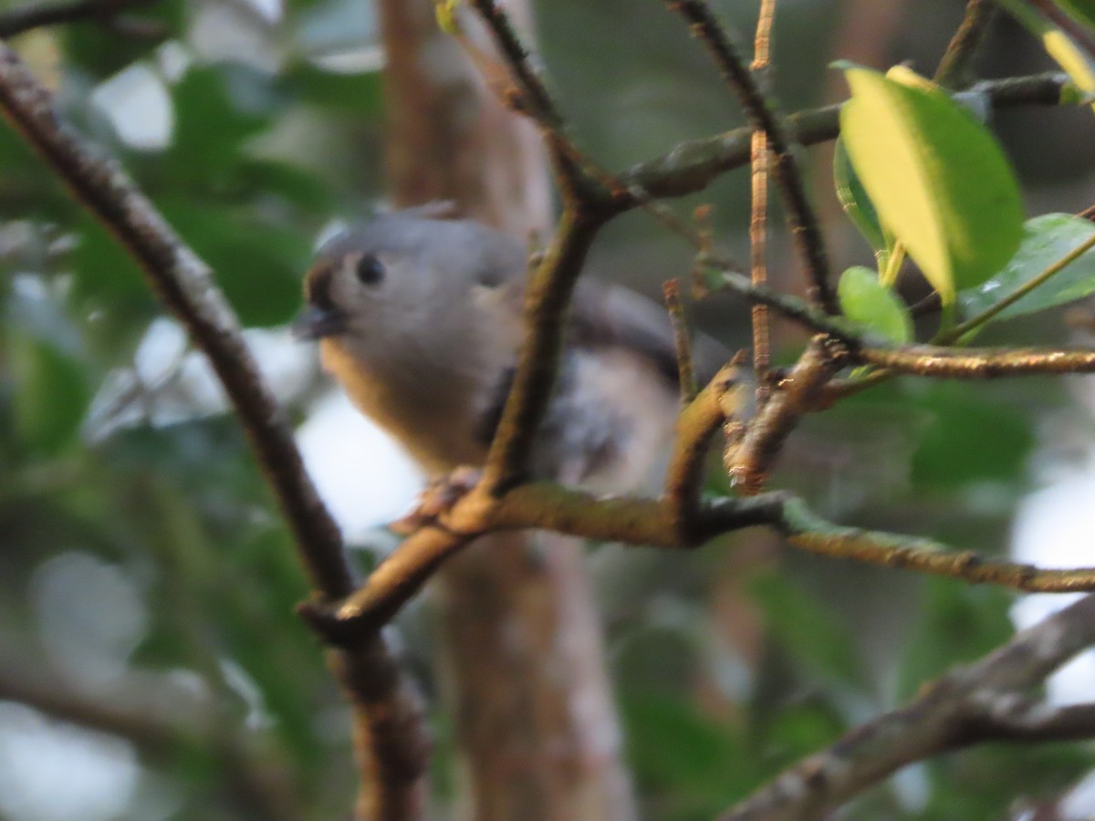 Tufted Titmouse - ML646815492