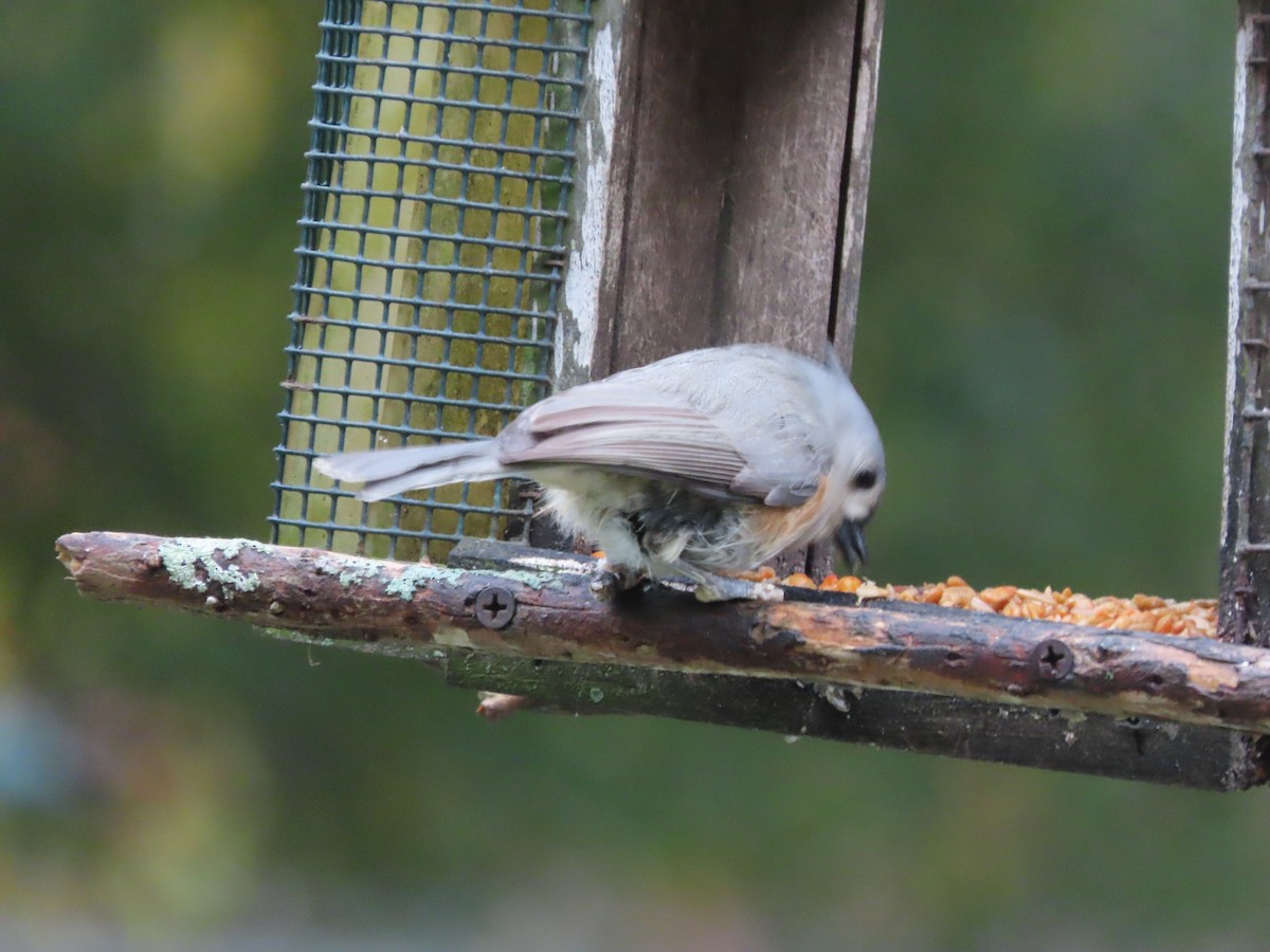 Tufted Titmouse - ML646815494