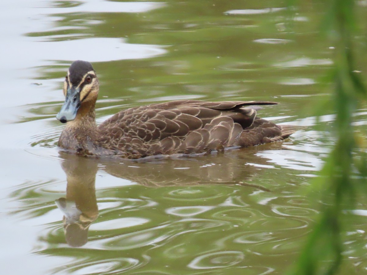Pacific Black Duck - ML646815495