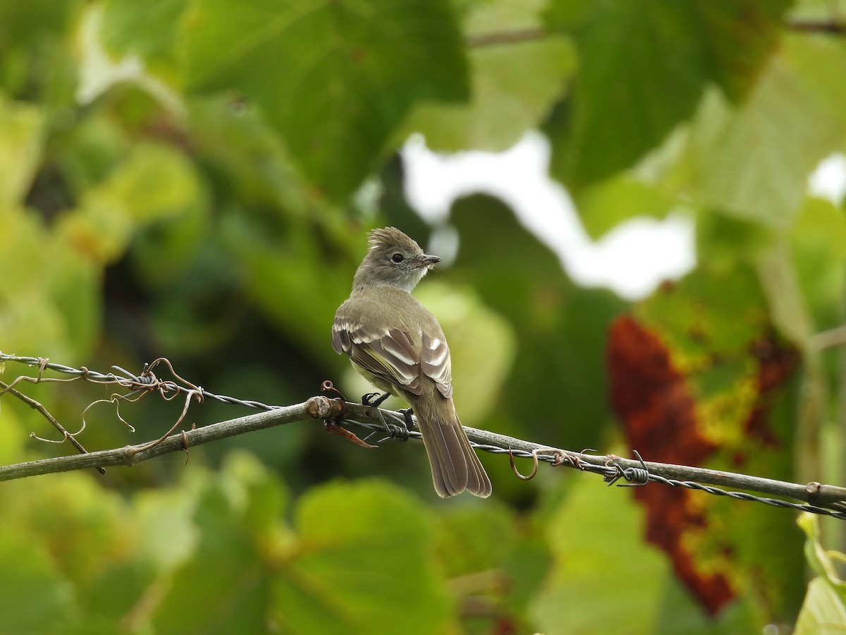 Желтобрюхая эления - ML646815496
