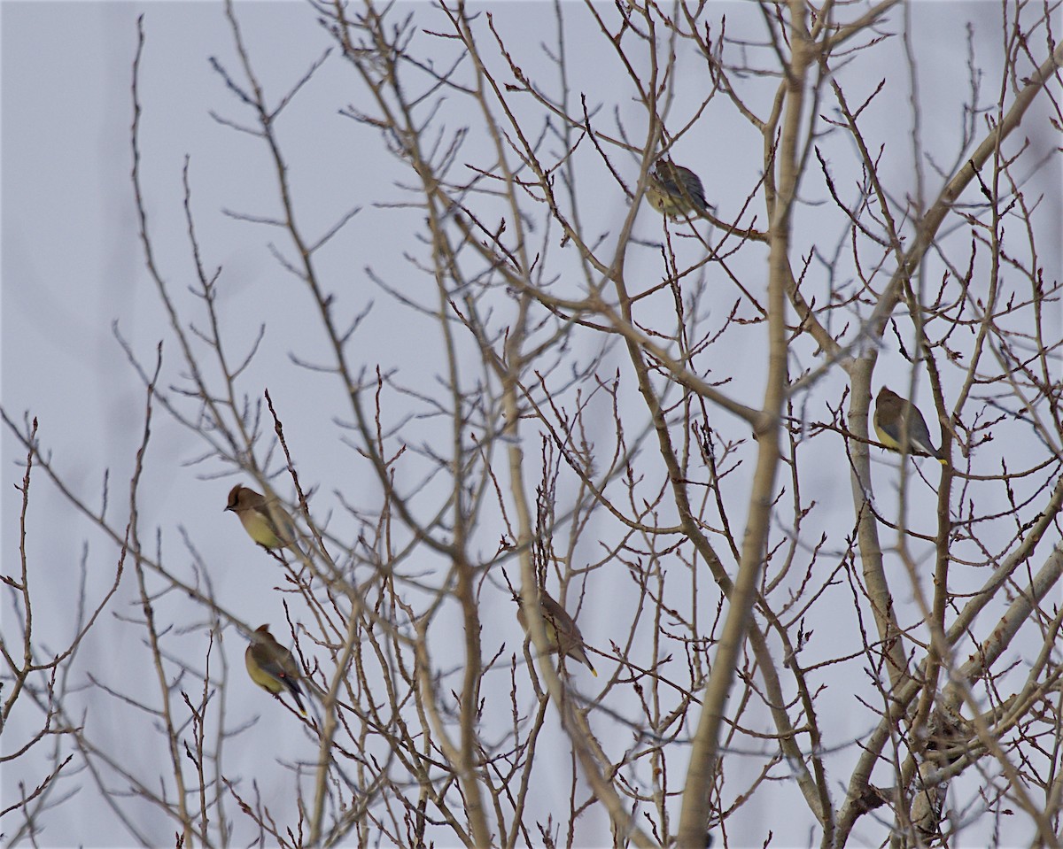 Cedar Waxwing - ML646815497
