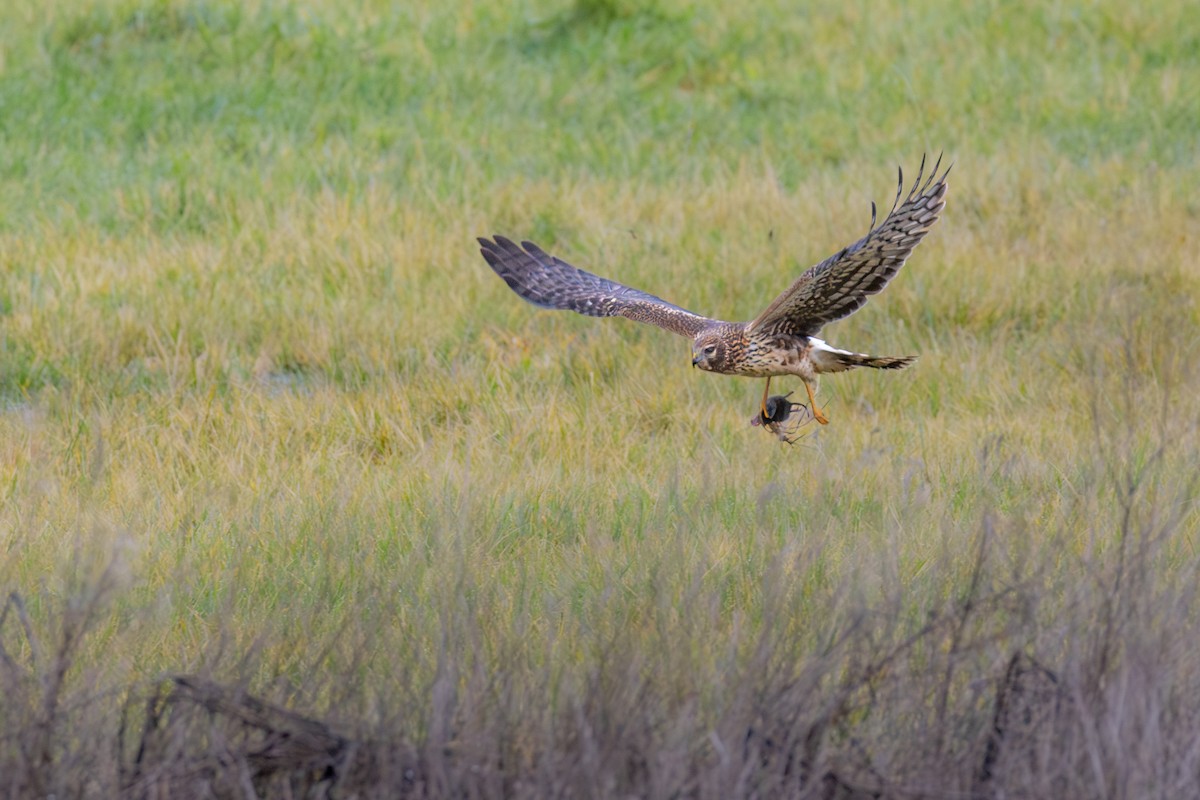Northern Harrier - ML646815498