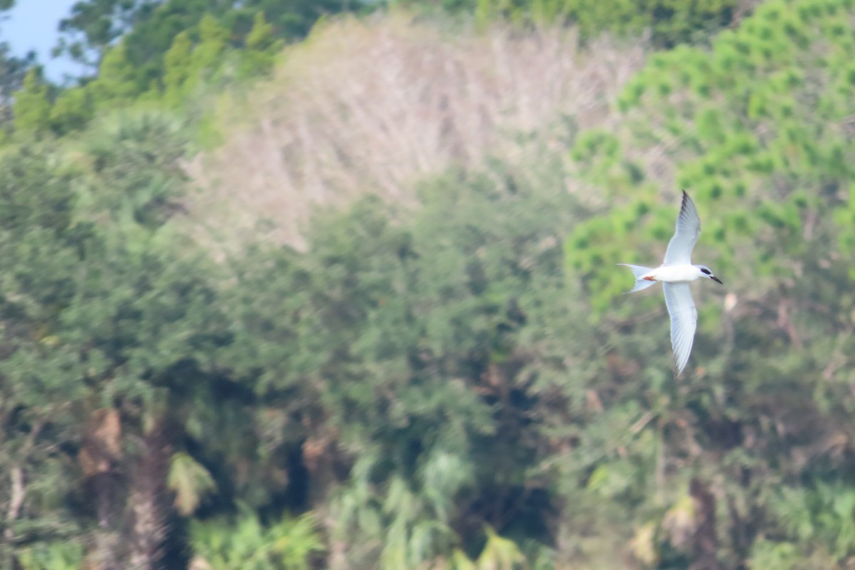 Forster's Tern - ML646815502