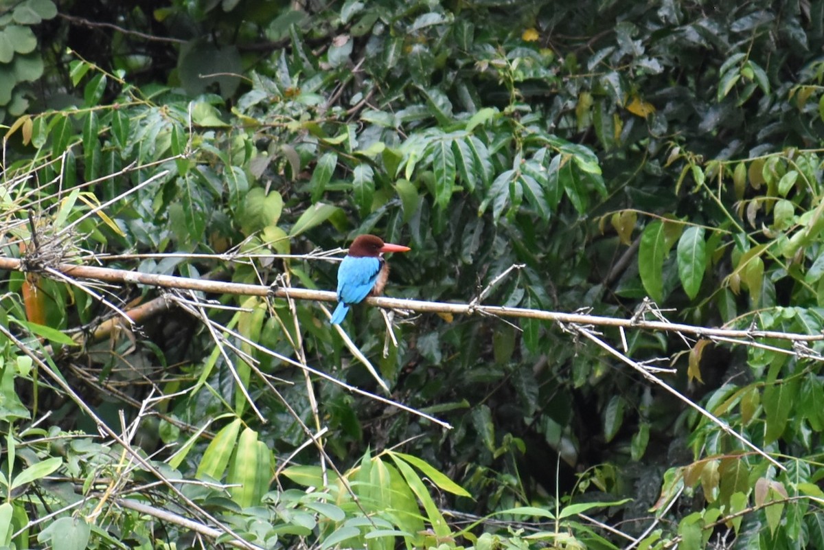 kastanjeisfugl - ML646815503