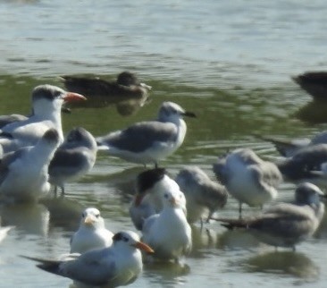 Laughing Gull - ML646815504