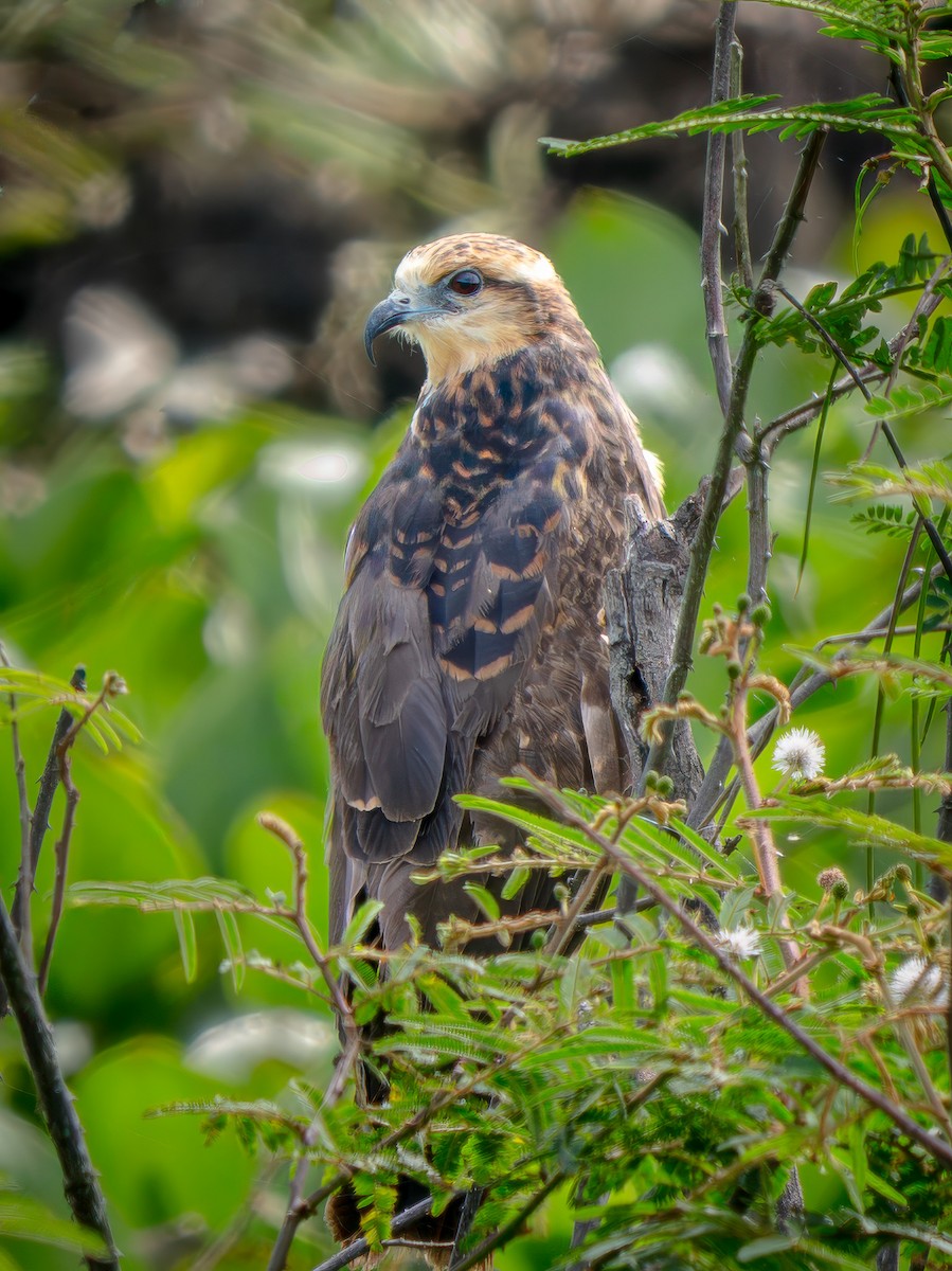 Salyangoz Çaylağı - ML646815505