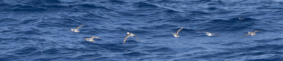 Red-necked Phalarope - ML646815509