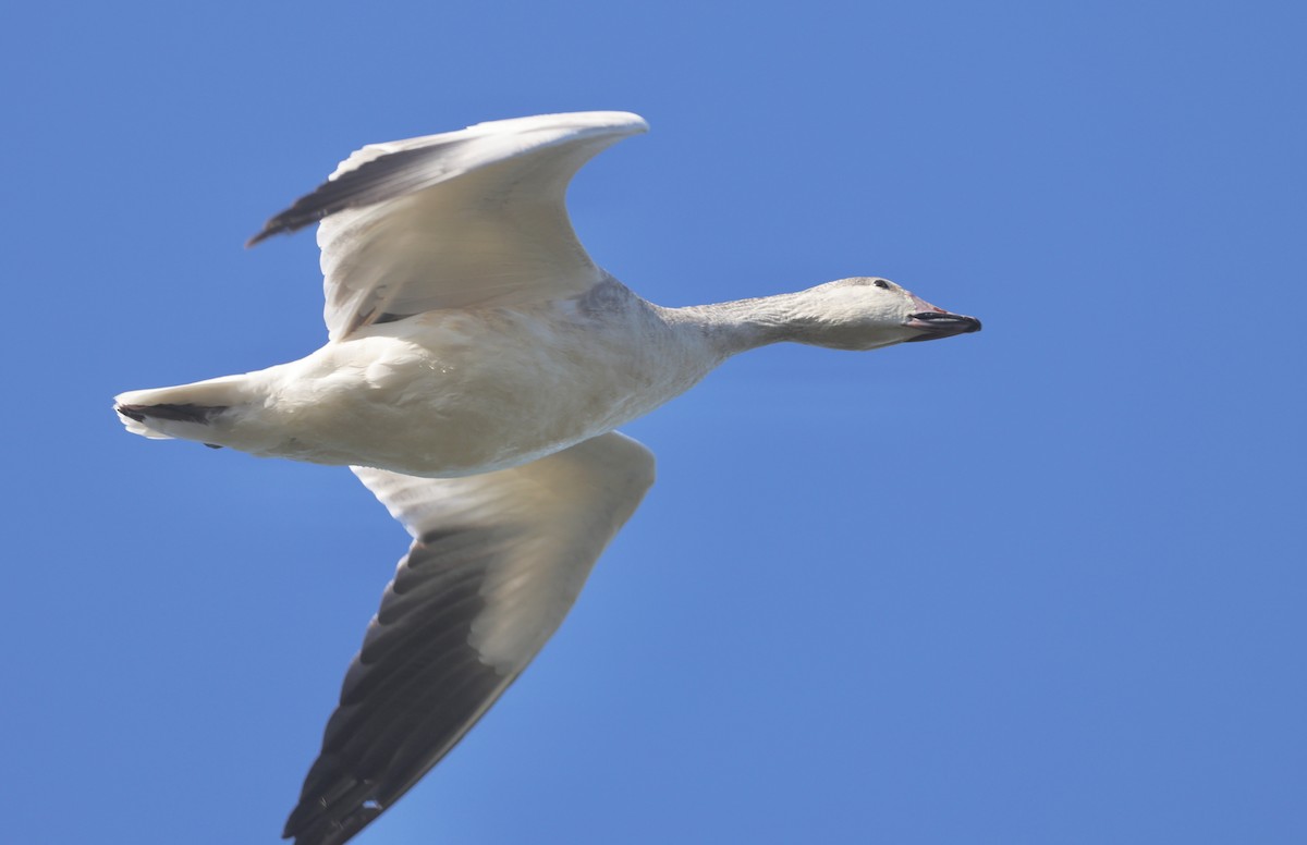 snøgås - ML646815510