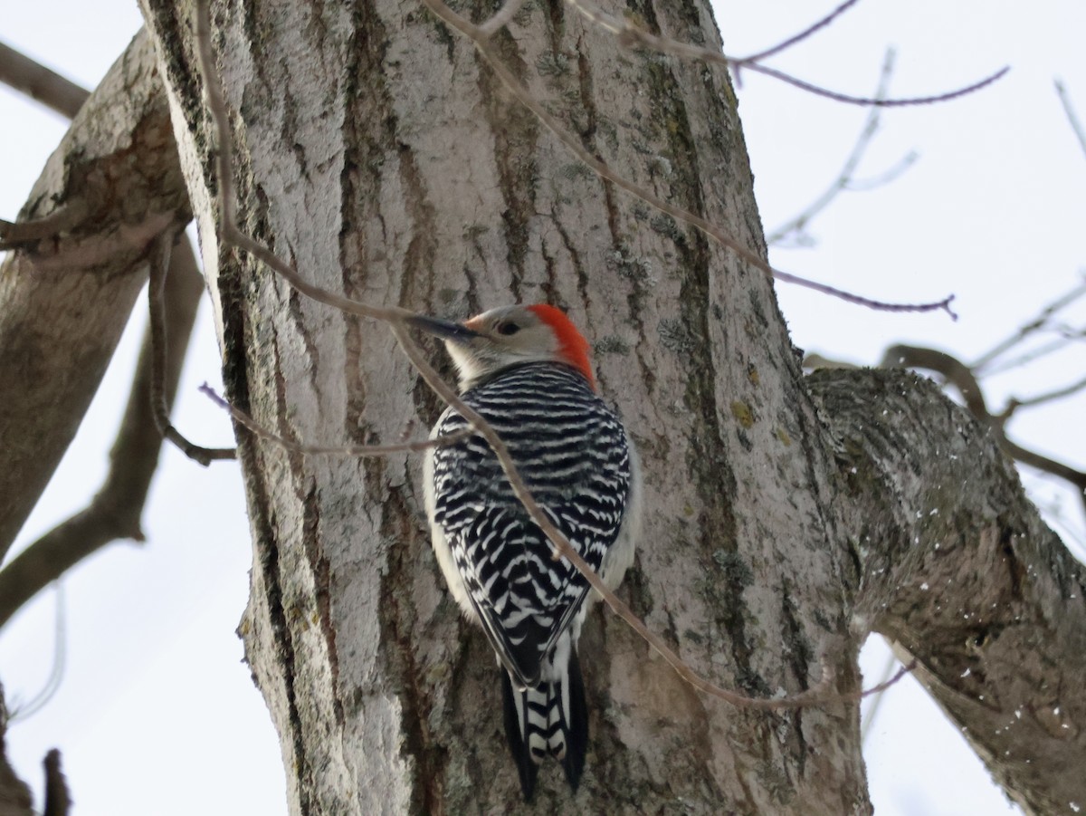 Red-bellied Woodpecker - ML646815512