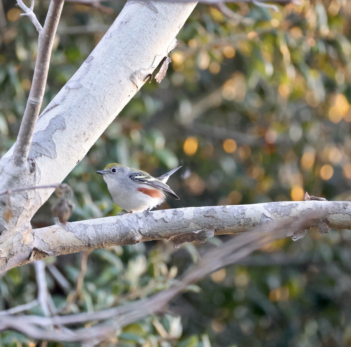 Chestnut-sided Warbler - ML646815514