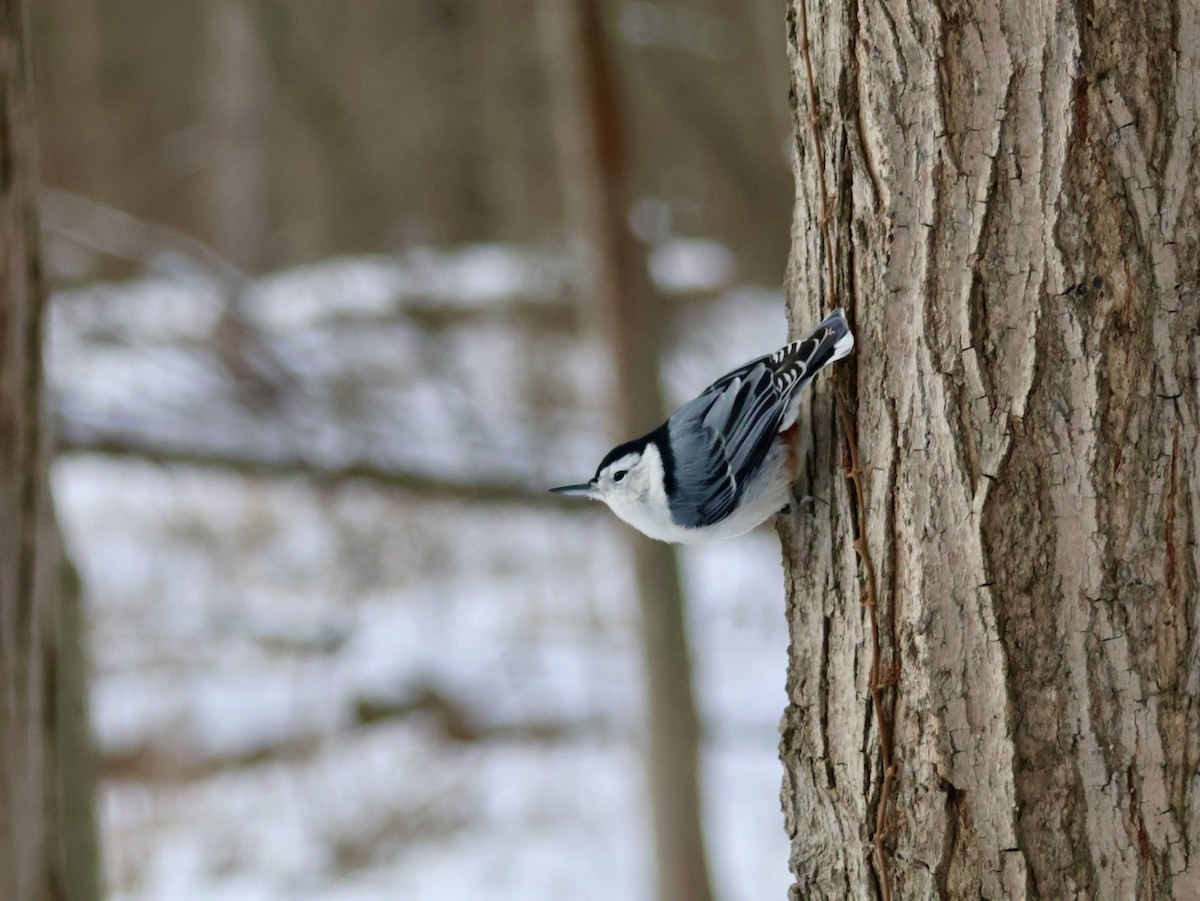 White-breasted Nuthatch - ML646815516
