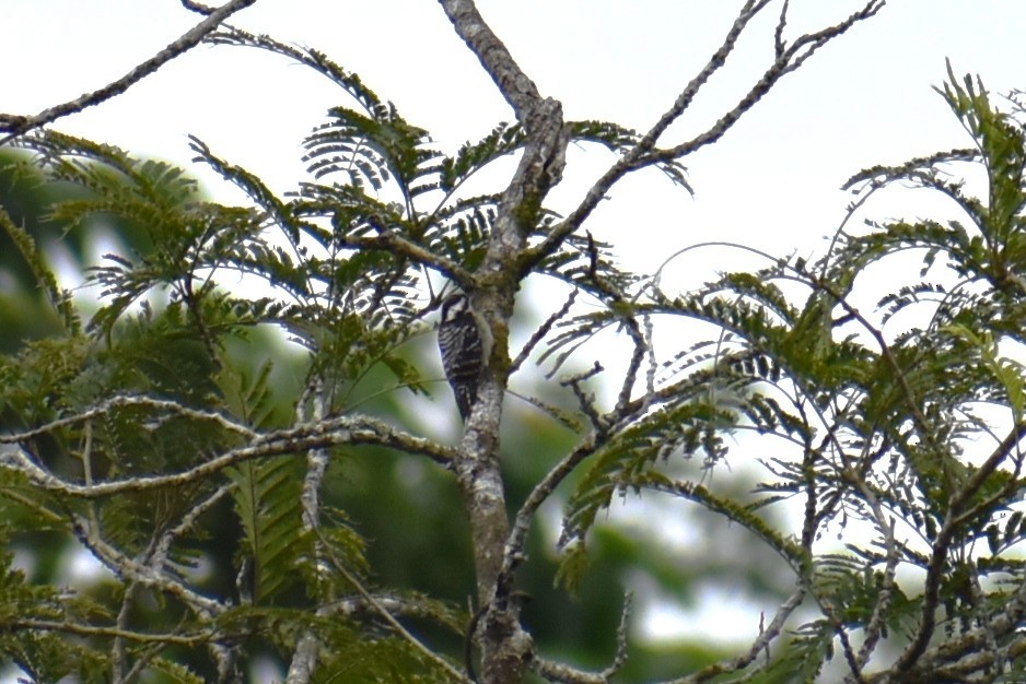 akrobatspett - ML646815517