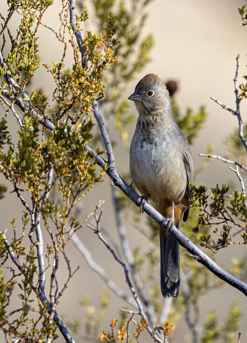 Kanyon Tovisi - ML646815518