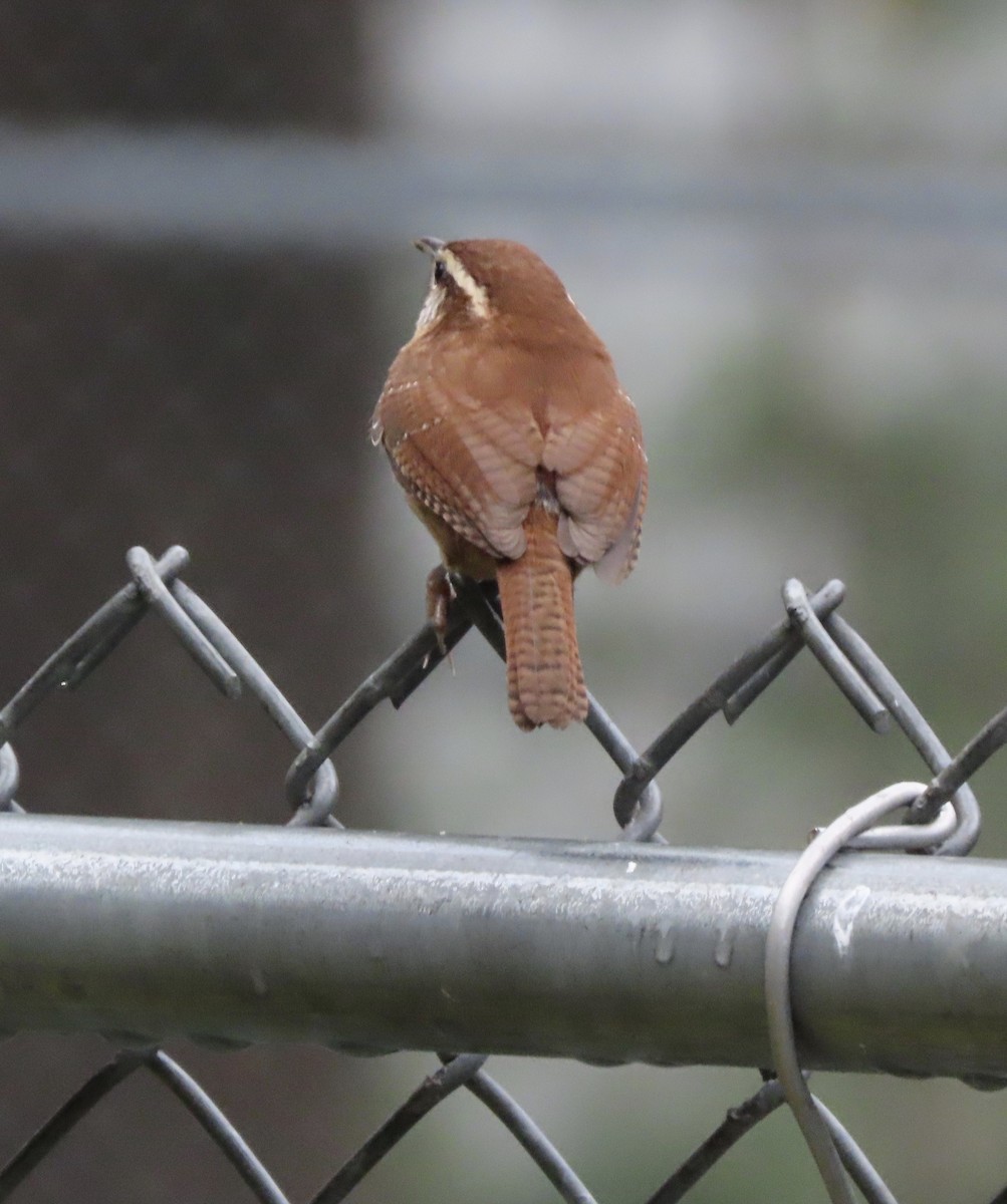Carolina Wren - ML646815520