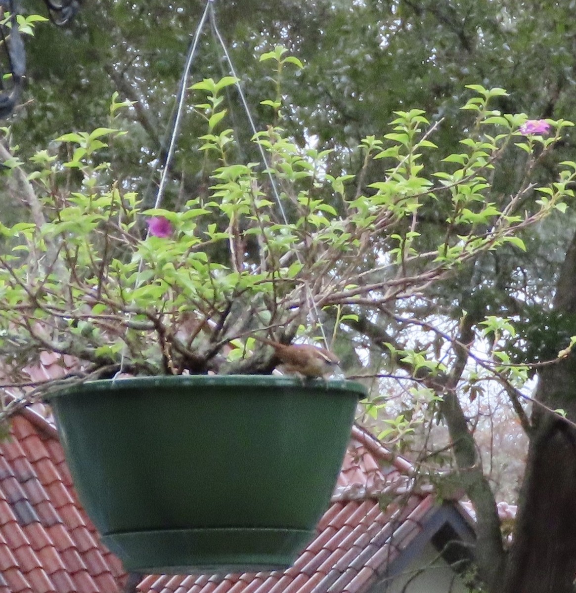 Carolina Wren - ML646815521