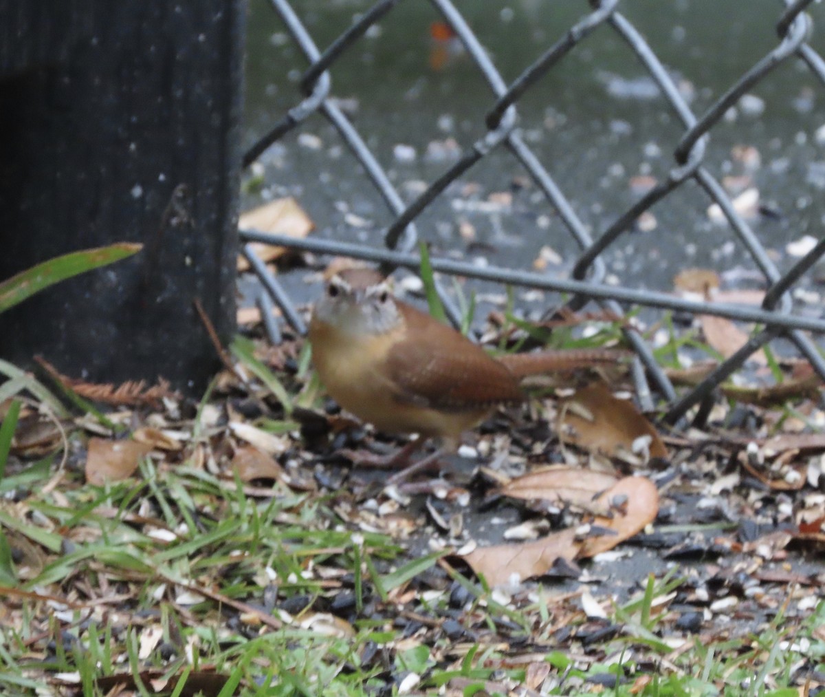 Carolina Wren - ML646815522