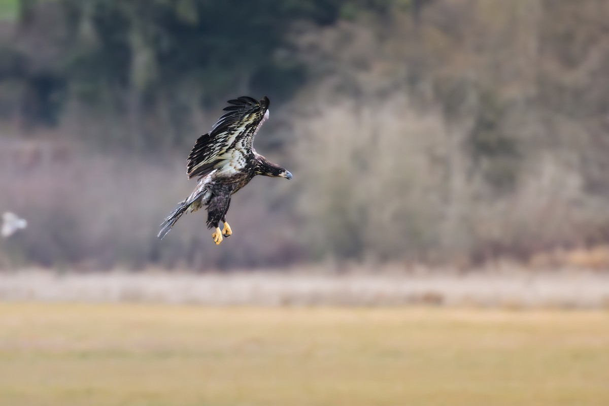 Bald Eagle - ML646815523