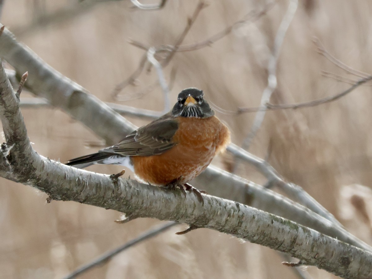 American Robin - ML646815524