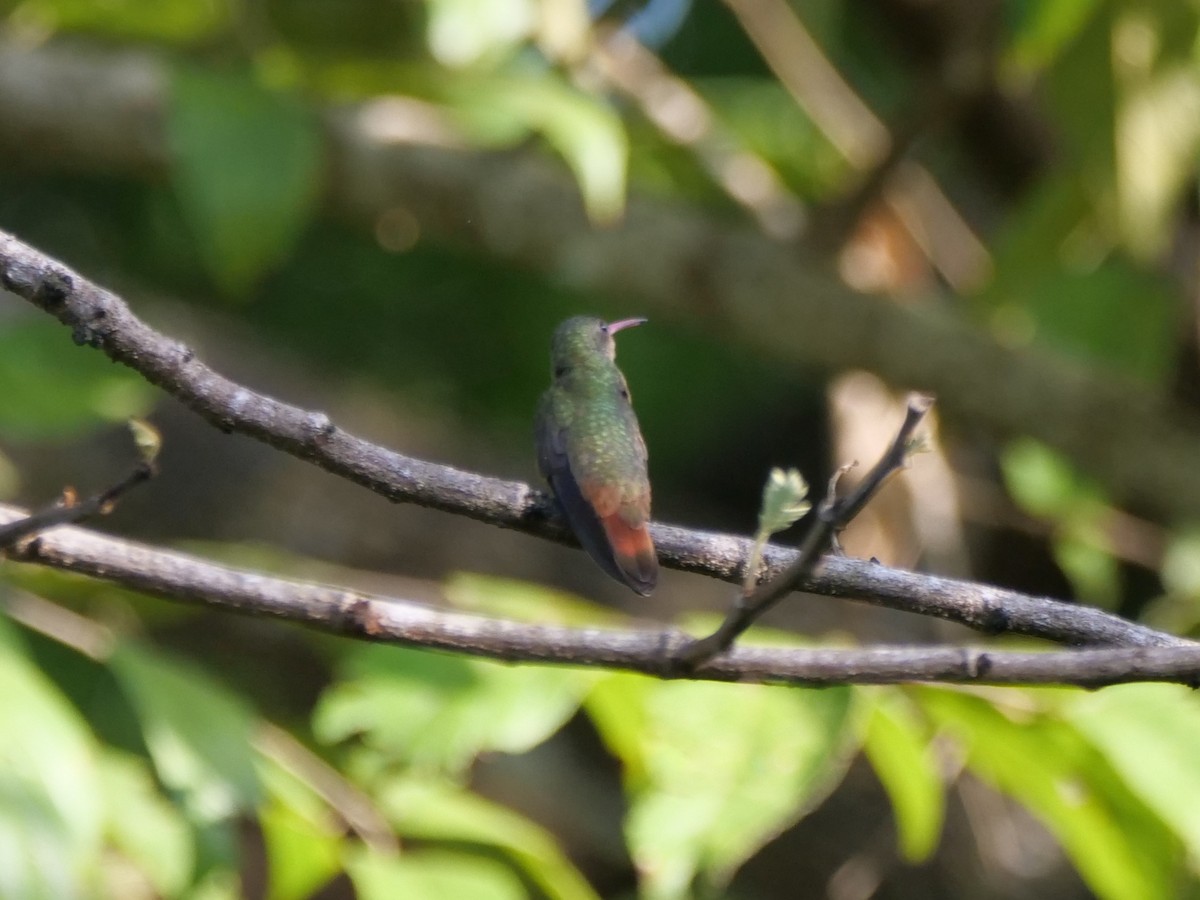 Cinnamon Hummingbird - ML646815525