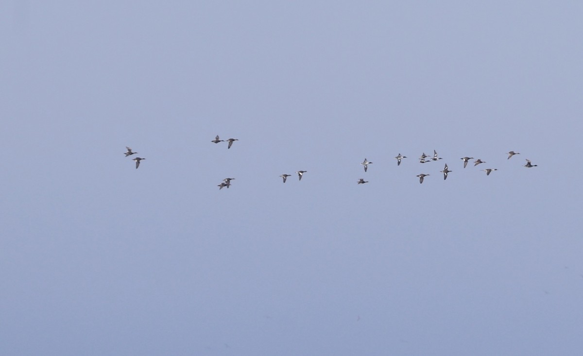 snadderand - ML646815528