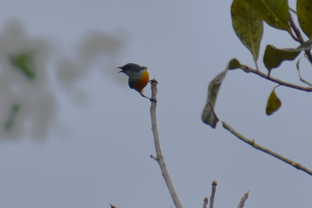 ildbukblomsterfugl - ML646815529