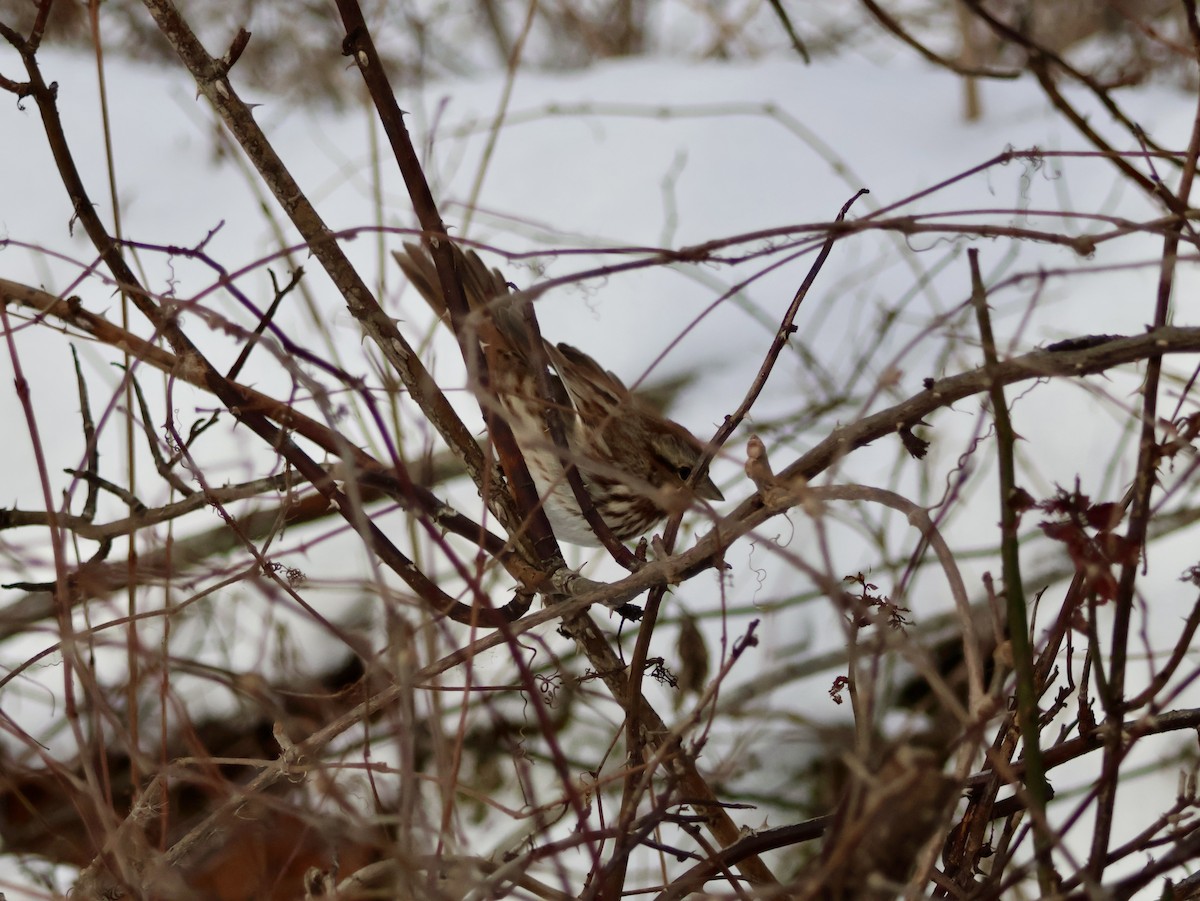 Song Sparrow - ML646815530