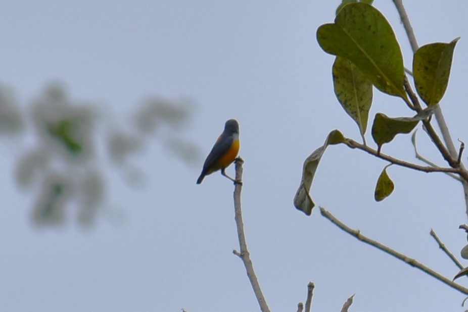 ildbukblomsterfugl - ML646815531