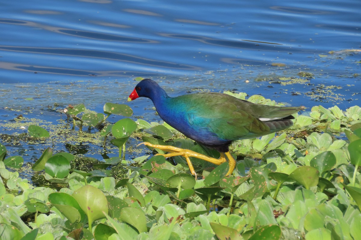 Sarı Bacaklı Sazhorozu - ML646815536