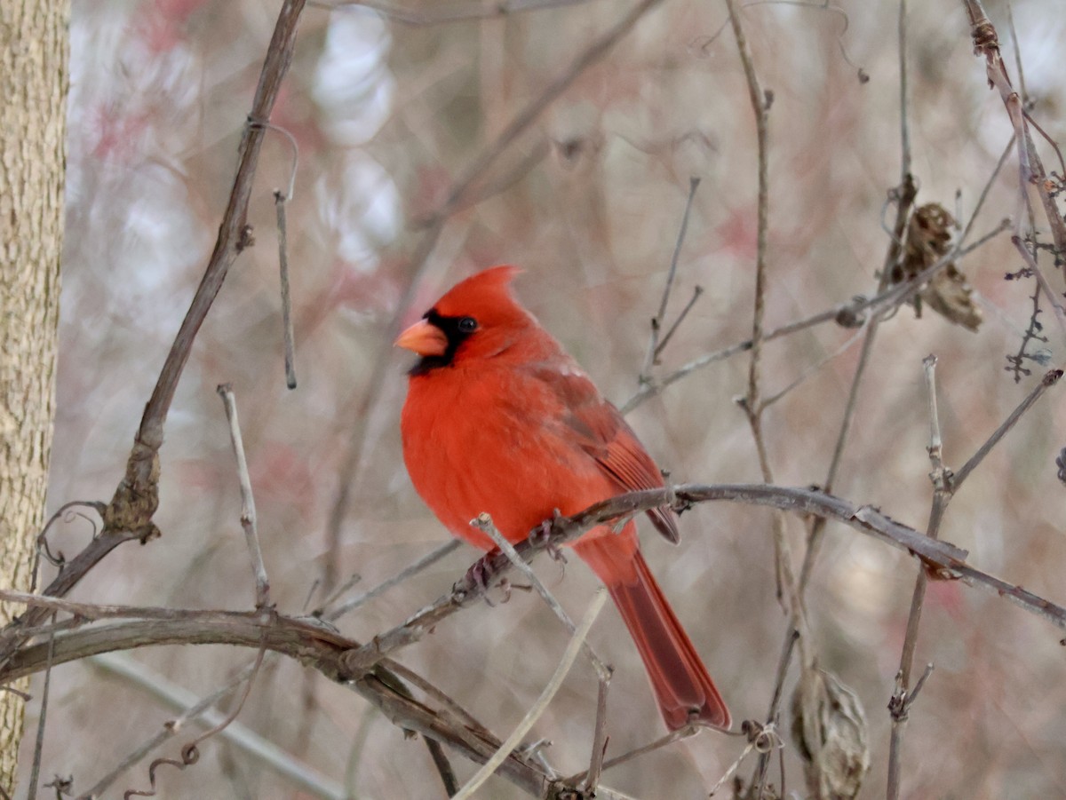 Northern Cardinal - ML646815537
