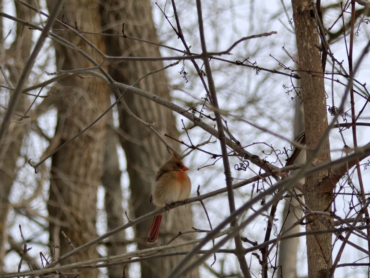 Northern Cardinal - ML646815538