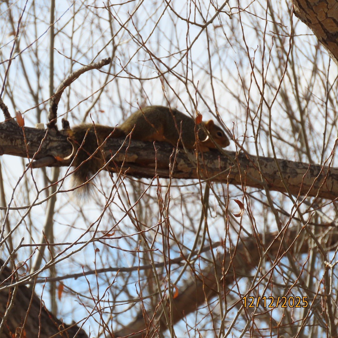 Animals - ML646815539