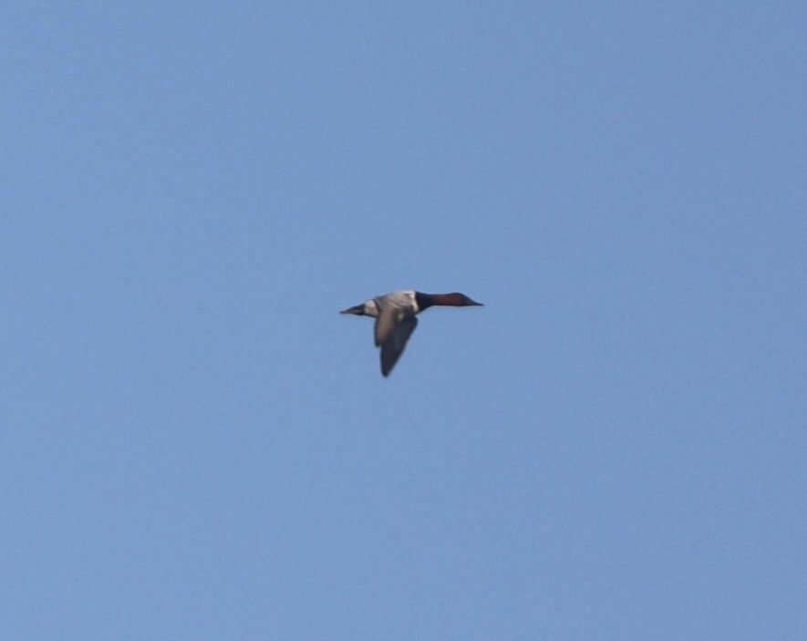 kanvasand - ML646815543