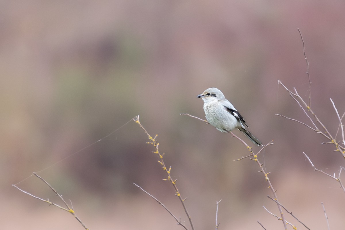 Antzandobi boreala - ML646815544