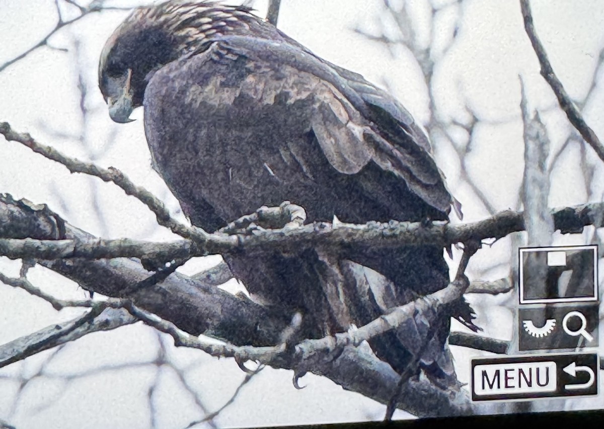 orel skalní - ML646815546