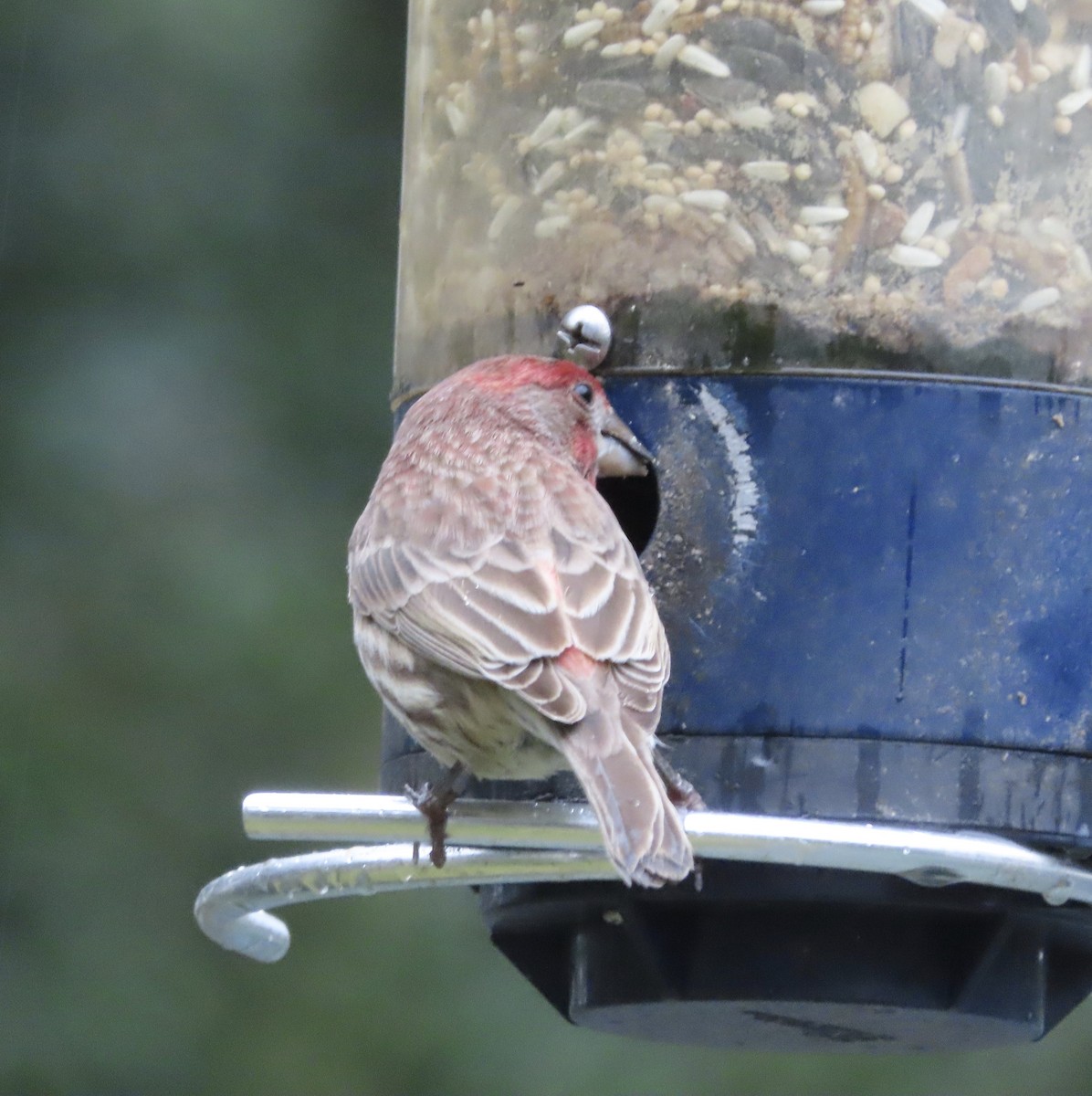 House Finch - ML646815551
