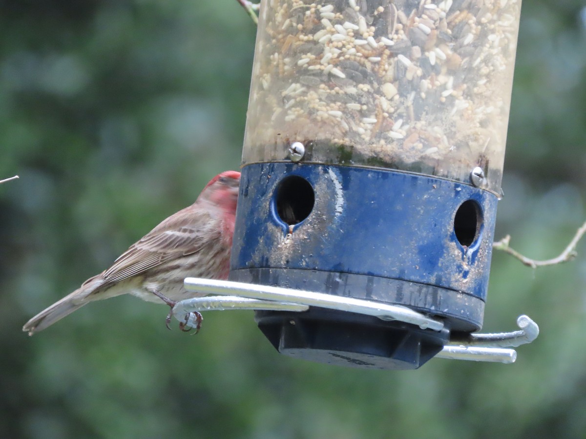 House Finch - ML646815552